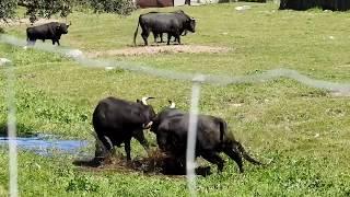 Espectacular pelea de toros  pelea a muerte