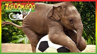 ZOBOOMAFOO - CUTE ANIMALS  Full Episode  Animal Shows For Kids  TV Shows For Children