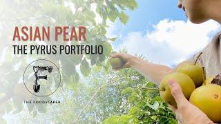 The Pyrus Portfolio  Asian Pear