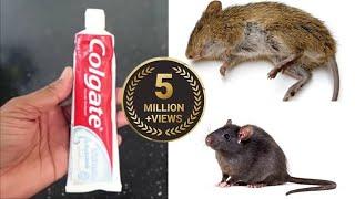 MAGIC COLGATE   How To Kill Rats Within 10 minutes  Home Remedy  Magic Ingredient  Mr. Maker