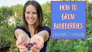 How to Grow Blueberries 7 Step Guide for Beginners