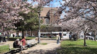 Toronto Cherry Blossom Season Tour of  Trinity Bellwoods Park  Canada Travel Guide 4K