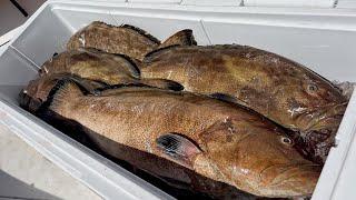 Grouper Opener  Commercial Spearfishing  Ocean To Market