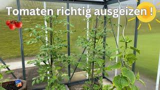 Tomaten richtig ausgeizen Geiztriebe erkennen und richtig entfernen 