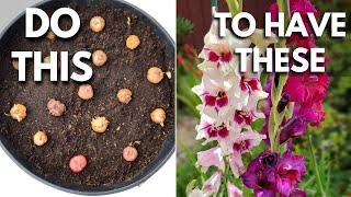 Gladiolus Lovers Plant Gladiolus Bulbs in Containers the Right Way 