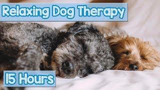 NEW IMPROVED Relaxing Music for Dogs Calm Your Energetic Dog with this Soothing Music 2018 