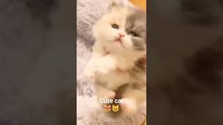 cute cat  #cat #kitten #kucinglucu #anakkucinglucu #cats