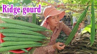 Luffa Ridge gourd How to grow ridge gourd from seeds till harvest  Growing Luffa by NY SOKHOM