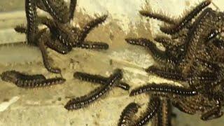 millipede “INVASION” how to get rid of them