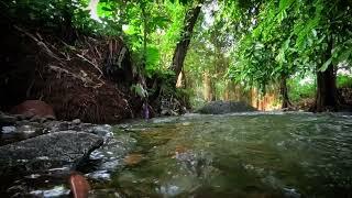 Soothing River Sounds - Calm Forest River - 1 Hour Duration - HD 1080p - Nature Video