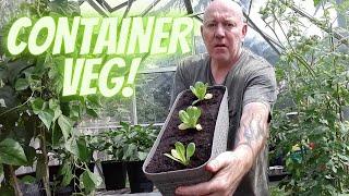 Container Vegetables  Gardening Allotment UK Grow Vegetables At Home 