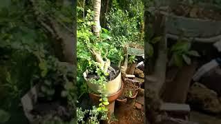 Prospek bahan bonsai