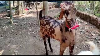 Sirohi സിറോഹി  Goat for sale Josephs Goat Farm Pampakuda Muvattupuzha