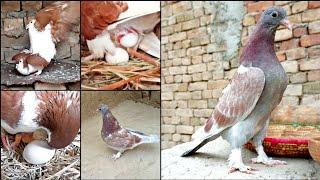 Baby Pigeon Growth Video 1 Day to 30 Days Video  All pigeon birds