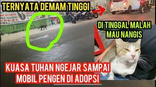 Kucing Liar Lagi Sakit Ngejar-Ngejar Minta Di Adopsi Di Jalanan ..