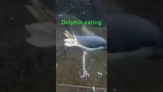 penguin eating squid #julietaba #canadazoo #animals