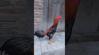 SETIAP PENGHOBI MEMILIH RACIKAN PAKAN SENDIRI #shortvideo #hobiayam #peternak #rooster