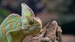 Chameleon free to use Video