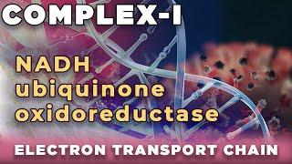 NADH ubiquinone oxidoreductase  NADH q reductase  Complex  I  of Electron transport chain