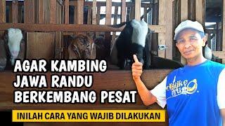 AGAR TERNAK KAMBING JAWA RANDU BERKEMBANG PESAT  @AGROTV9