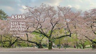 두근두근 설레는 봄이 도착했어요ASMR 랜선 벚꽃놀이와 피아노 @신주쿠 공원  Spring Cherry Blossoms in Shinjuku Gyoen Park