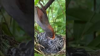 Touching video of bird motherhoodPart 18 #shorts #shortvideo #viral #love #bird