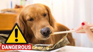 10 Table Scraps that can KILL your Golden Retriever