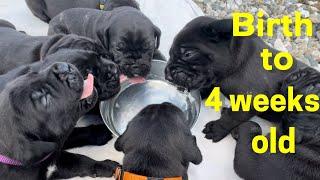 Cane Corso PUPPIES from birth till 4 weeks old ​⁠#canecorso #dogtraining #dog