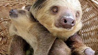 Adorable Sloth Mum And Baby Share Close Bond