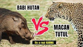 macan tutul vs babi hutan