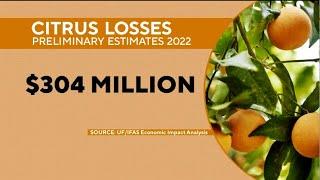 Hurricane Ian Deals Devastating Blow To Floridas Citrus Industry