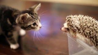 KITTEN MEETS HEDGEHOG