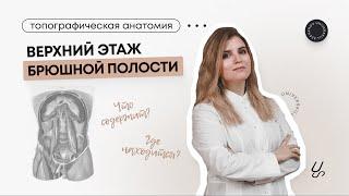 Верхний этаж брюшной полости  ОХиТА брюшная полость