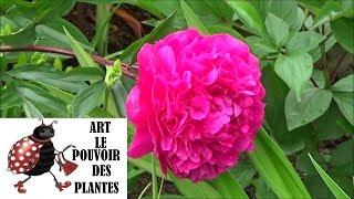 Conseils jardinage Culture et division de la pivoine herbacée  Paeonia Plante vivace