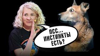 Почему у нас нет инстинктов? Материнского инстинкта не существует?  Ученые против мифов 20-2