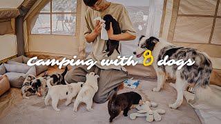 Camping with 8 dogs on a rainy day