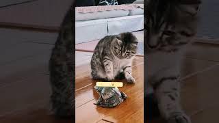 Funny cats  #funnyanimals #cats #shorts #shortsvideo