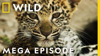 Savage Kingdom Season 3 MEGA EPISODE Compilation  Nat Geo Wild