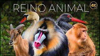 REINO ANIMAL VIDA SALVAJE - EPISODIO 1  DOCUMENTALE COMPLETO