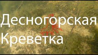 Десногорская креветка. GoPro 3+