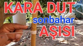 kara dut sonbahar göz aşı. dut kemik aşı. dut nasıl aşılanır Dündar yıldız kalem aşı.