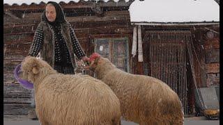 86 year old woman lives amongst wolves and bears in a Carpathian mountain village.