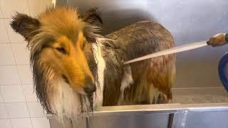 Bath Time - Bathing a Rough Collie - A Beginners Guide