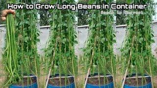 Growing Long Beans in Container at Home  How to Grow Long Beans in Pots Easy for Beginners