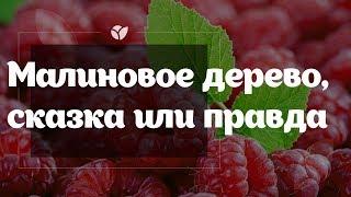 Малиновое дерево   Сказка или правда?  Agro-market.net