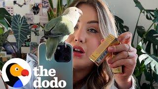 Destructive Lovebird Gets Her Own Dollhouse  The Dodo