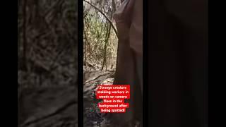 Strange Creature Stalking Workers in Woods on Camera Flees in the Background After Being Spotted