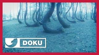 Der geheimnisvolle Wald der verrückten Bäume  Doku
