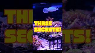 3 Secrets for Stocking Your Reef Tank With Saltwater Fish