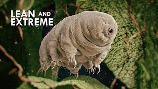 Tardigrades The Most Resilient Animals in the Universe